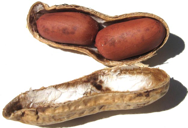 Peanut Nut