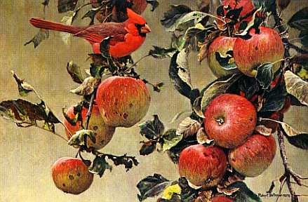 wild apples
