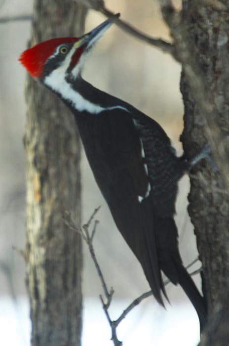 woodpecker