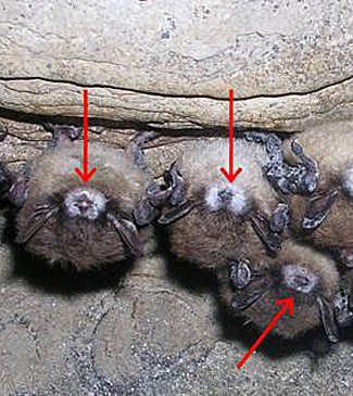 white noes bats