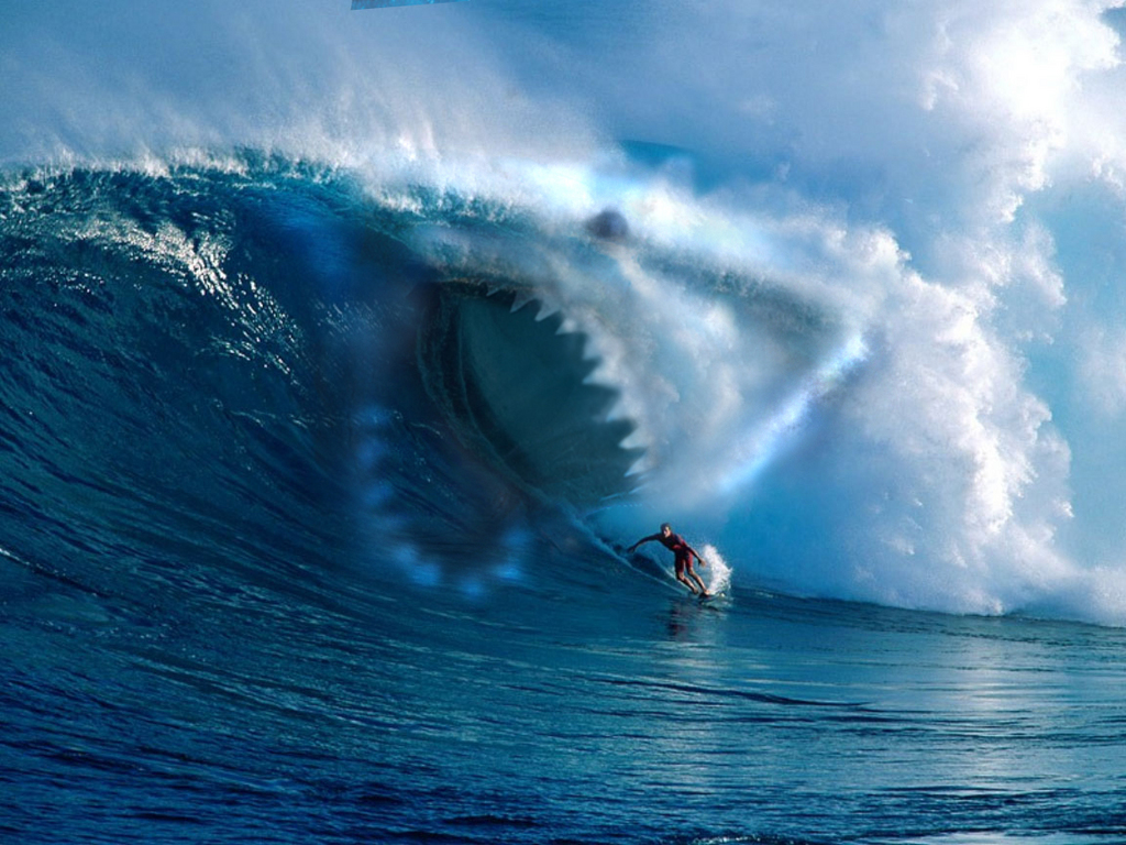 surfing sharks