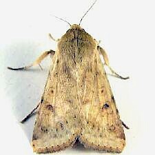 moth