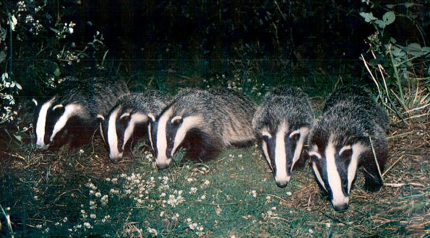 badgers