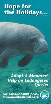 manatee