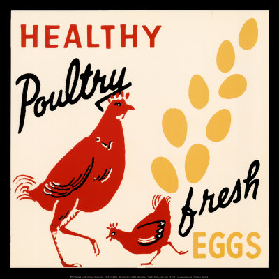 healthy poultry